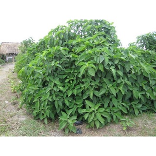 Cây chè khổng lồ chăn nuôi ( Đơn 10 cây giống)