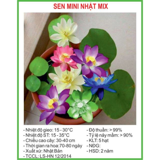 Hạt Giống Sen Mini Nhật 5 Hạt/ Gói ĐẾN MÙA TRỒNG TẾT