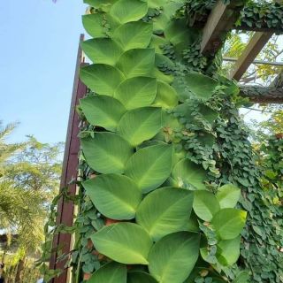 Kắt kè ♌ leo tường... Thái