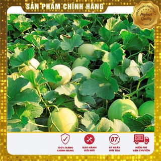 Hạt Giống Dưa Lê Siêu Ngọt(01g)