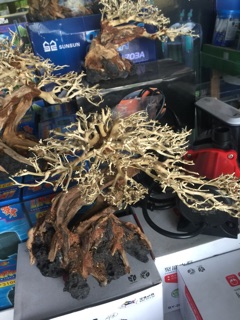lũa bonsai