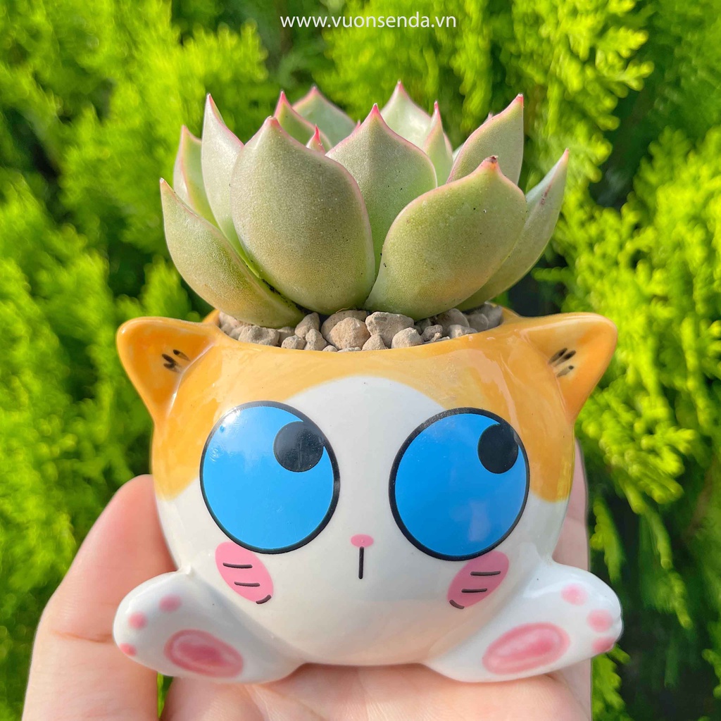 Chậu mèo 6x8cm - Chậu trồng sen đá dễ thương