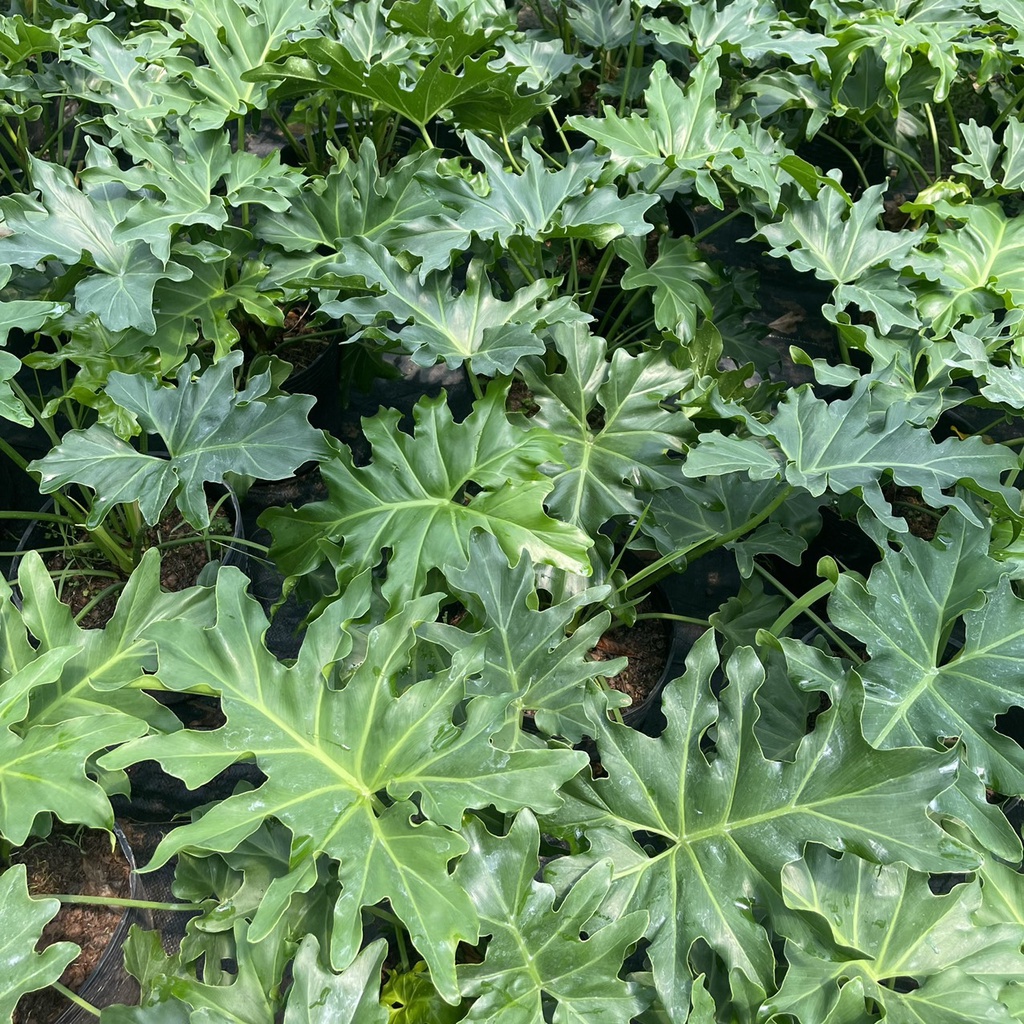 Cây trầu bà thanh xuân  chiều cao 40cm tán lá xum xuê hình răng cưa nhiều chồi non