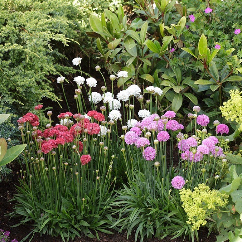 Hạt giống hoa cẩm chướng dianthus cánh kép 100h trồng bốn mùa bắc nam