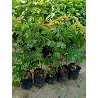 Combo 5 cây cẩm lai ( THÊM 3 CÂY)