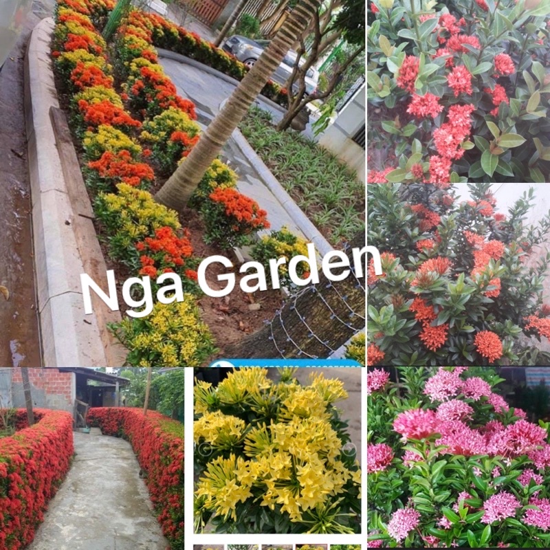 Cây mẫu đơn lá nhỏ bông trang cao 40-60 cm