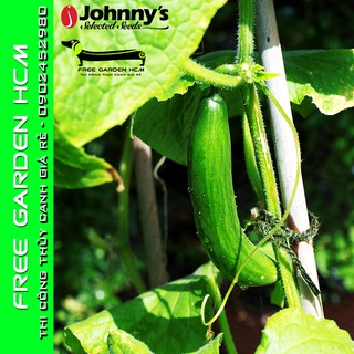 COMBO 25 HẠT DƯA LEO (DƯA CHUỘT) DIVA - Johnny’s Seed – Mỹ