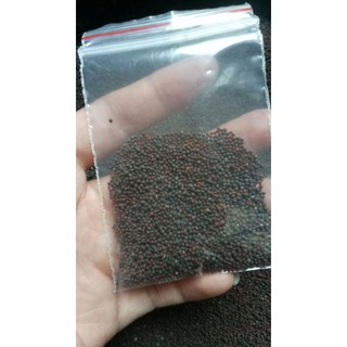1k. hạt giống