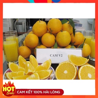 Cây Giống Cam V2 ( 3 Cây ) Cam Valencia Cây Ghép Nhanh Cho Quả