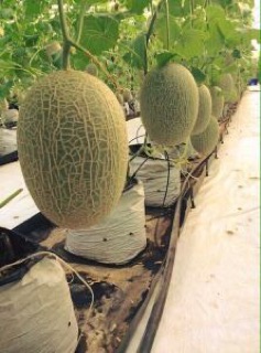 Hạt giống Dưa lưới Oval ruột đỏ