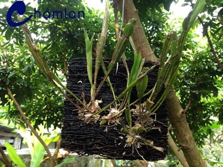 Dớn đĩa trồng Lan 20x20cm