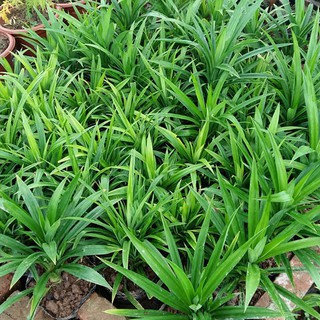 CÂY LÁ DỨA