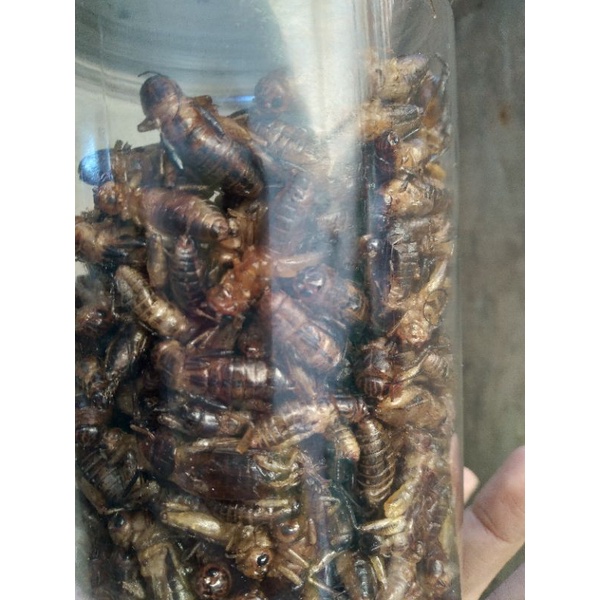 DẾ SẤY KHÔ 100 GRAM