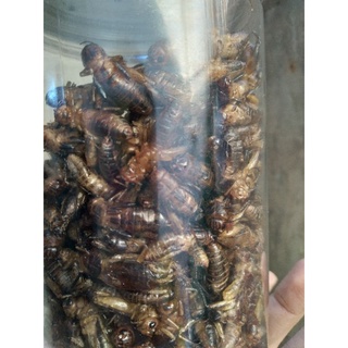DẾ SẤY KHÔ 100 GRAM