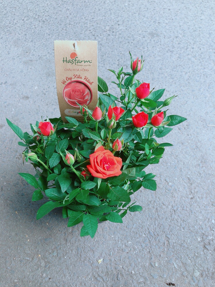Hoa Hồng Màu Cam