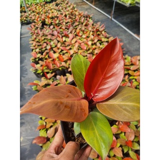 cây giống Philodendron orange princess