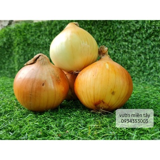 Củ Hành Trắng - Hành Tây (1kg)