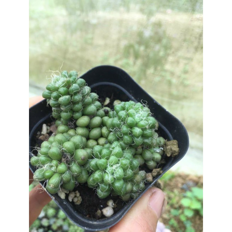 SEN ĐÁ HẠT GẠO LÔNG