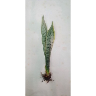Cây lưỡi hổ 30cm