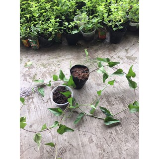Cây sương sâm lá trơn (ươm cành rễ ổn định)