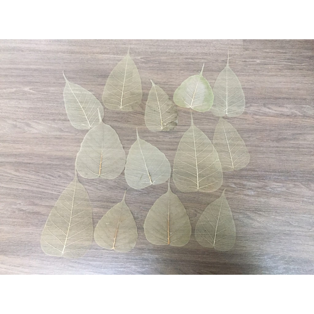 Set 10 Xương lá bồ đề, ngọc lan phơi khô tư nhiên không dùng chất tẩy trắng, lớn nhỏ ngẫu nhiên | BigBuy360 - bigbuy360.vn