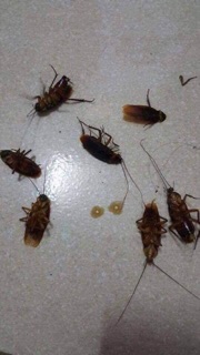 Lốc 12 lọ thuốc diệt kiến, gián