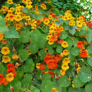 HẠT GIỐNG HOA SEN CẠN MIX ( TROPAEOLUM MAJUS )