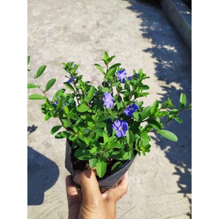 Chậu hoa thanh tú