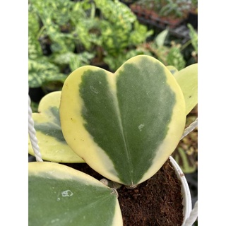 Cẩm cù lá tim var - Hoya carnosa