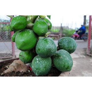 HẠT GIỐNG ĐU ĐỦ CÁC LOẠI - 1 GÓI