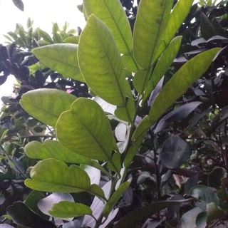 50 lá bưởi sạch nhà trồng
