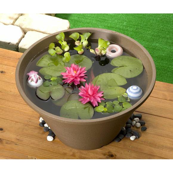 Dung Dịch Thủy Canh Chuyên Dụng Cho Tiên Ông Và Thủy Tiên