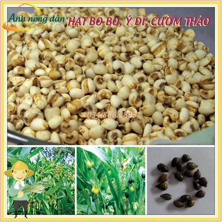 Hạt Cây Bo bo, Cây Ý Dĩ, Cườm Thảo (100gr) dùng cho chăn nuôi gia súc, gia cầm, thiên cầm
