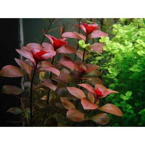 Cây thủy sinh lá nước Diệp tài hồng Lá Táo - CâyTáo đỏ - cây cắt cắm dễ trồng trang trí bể thủy sinh