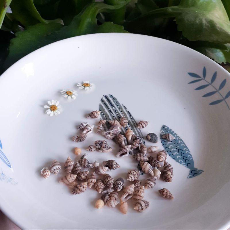 Vỏ sò, ốc tự nhiên dùng trong trang trí resin handmade