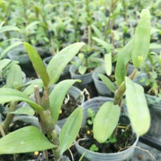 Hoa phong lan - Giả hạc nù tali
