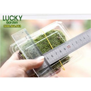 Rêu Đuôi Sóc Khô, Rêu Thật - Phụ Kiện Trang Trí Tiểu Cảnh Terrariums