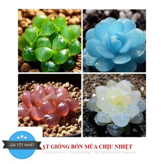 68A Hạt giống Sen đá Kim Cương (20 hạt)