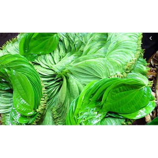 Lá Trầu Không tươi để xông ( 500g)