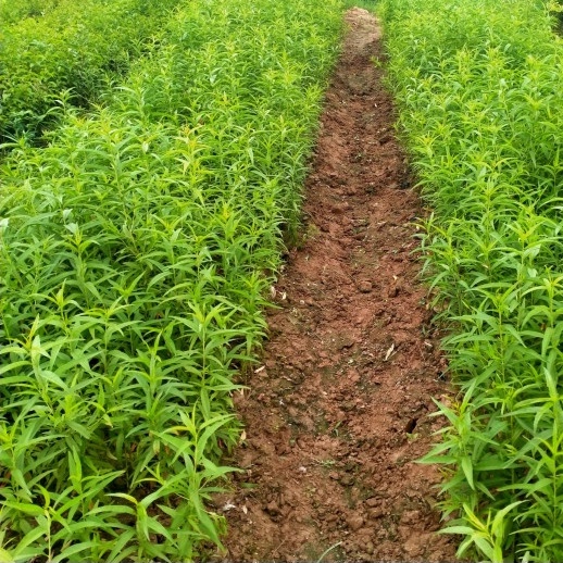 Giống đào thực sinh, đào bích, đào phai, Cao 35-40cm