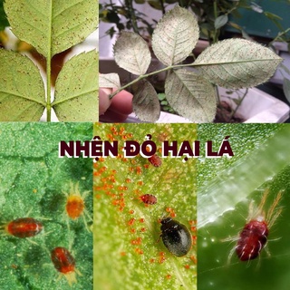 Chế Phẩm Sinh Học BIO-B cao cấp