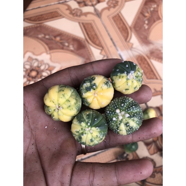 Xương rồng aster lem