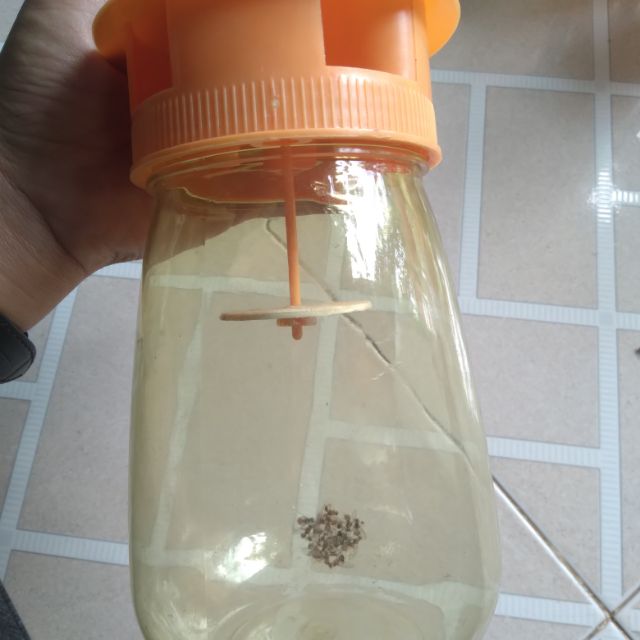 Lọ bắt ruồi vàng chuyên đục cây ăn trái