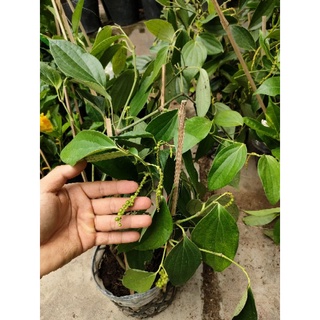 Chậu cây tiêu có hoa quả ( tiêu làm gia vị...)