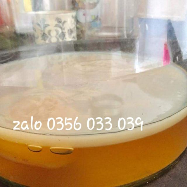 Scoby làm trà kombucha handmade