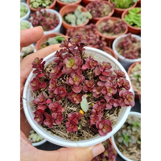 Sen đá huyết long chậu trung