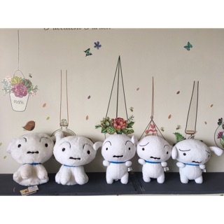 Combo 5 chó bạch tuyết trong hh Shin