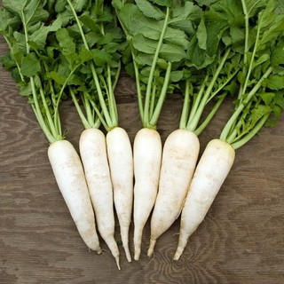 HẠT GIỐNG CỦ CẢI ĐƯỜNG