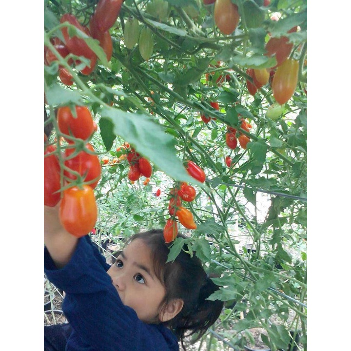 Hạt giống cà chua Cherry F1 Sugary