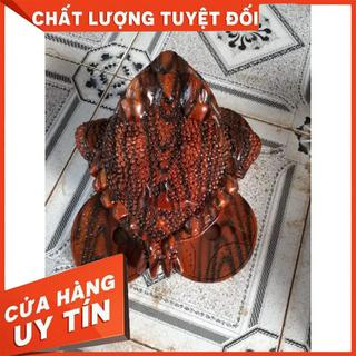 Cóc gỗ xà cừ